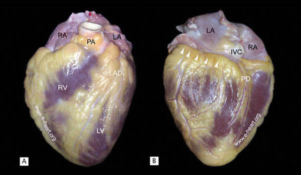 Externnal Anatomy Adult 1